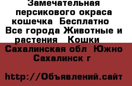 Замечательная персикового окраса кошечка. Бесплатно - Все города Животные и растения » Кошки   . Сахалинская обл.,Южно-Сахалинск г.